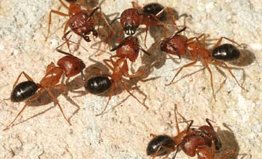 Carpenter ants